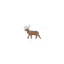 Caribou Symbol Style